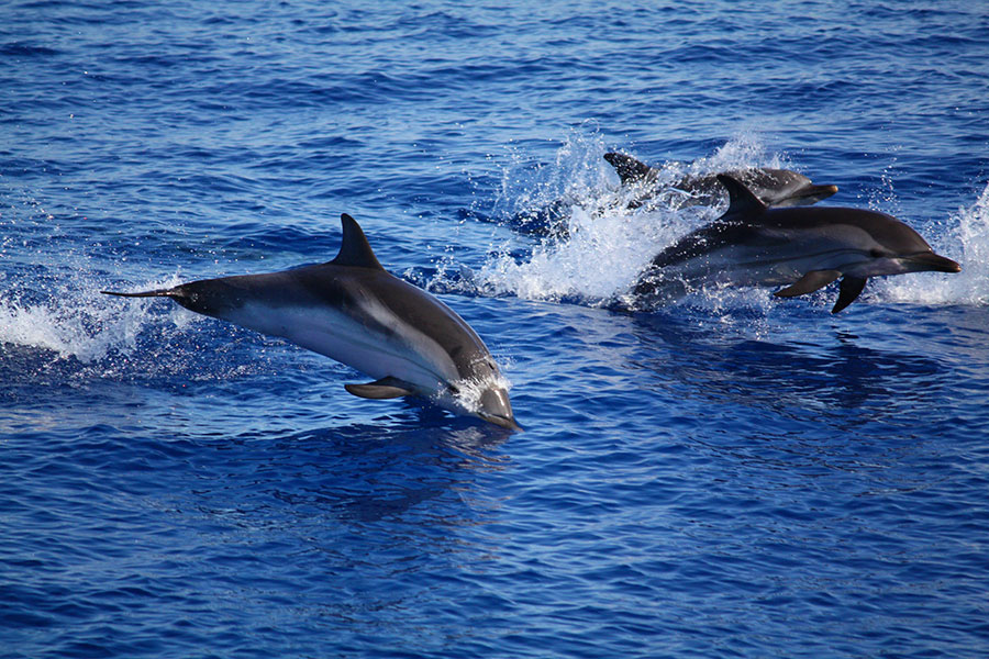 Dolphins in Sicily